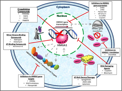 HMGA Treatment Targets